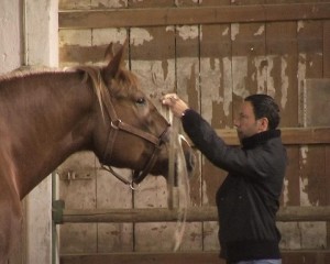 CoachingmitPferden01