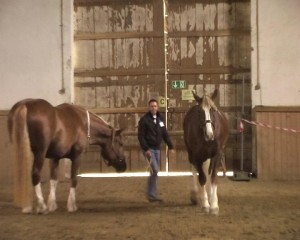 CoachingmitPferden02