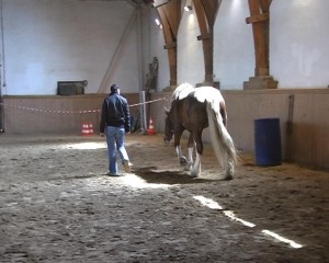 CoachingmitPferden03